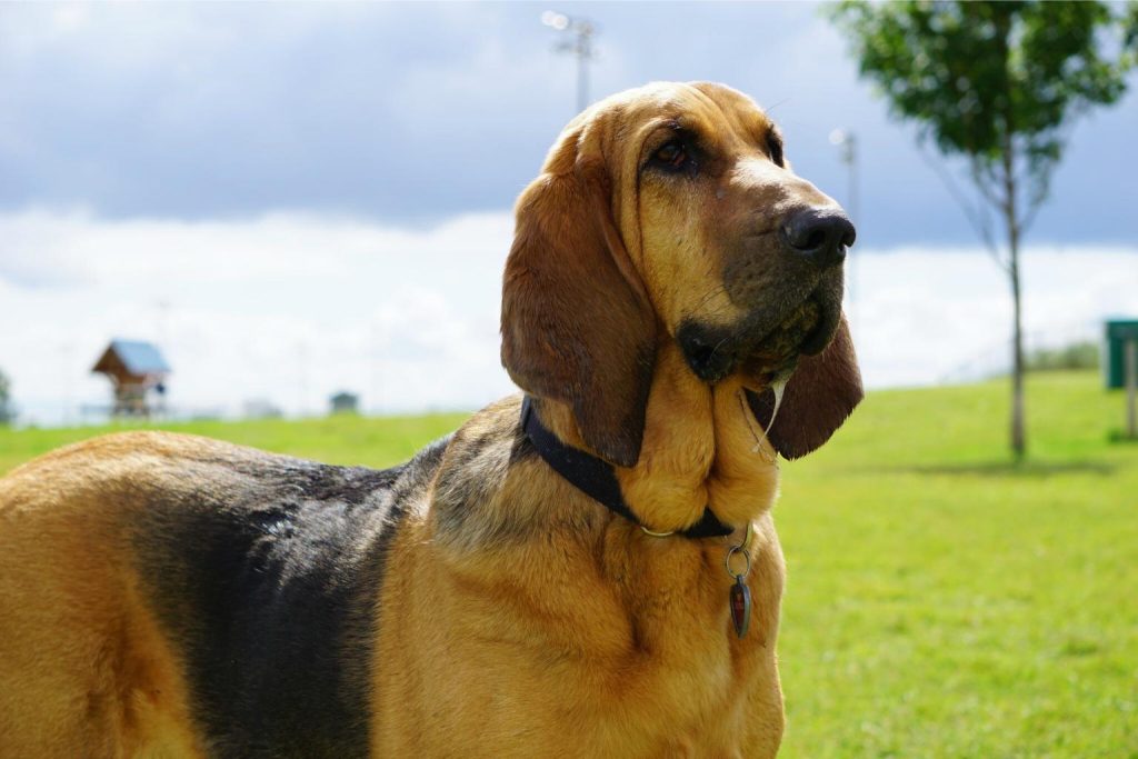 Bloodhound dog with light brown fur and floppy ears stands on grassy field, wearing dark collar with metallic tag