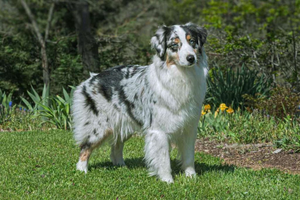 Australian Shepherd dog with merle coat stands on grass in garden, light blue eyes, flowers and green foliage in blurred background

