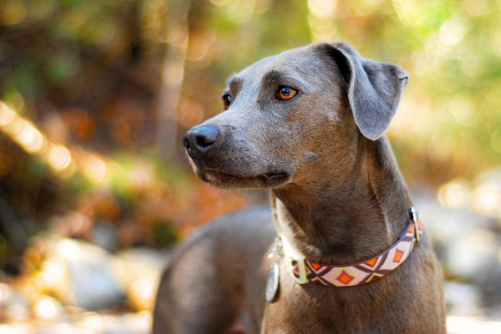 Blue Lacy Dog runs across dried grassy field, reddish-brown coat muddy and textured, tongue out, warm golden outdoor light
