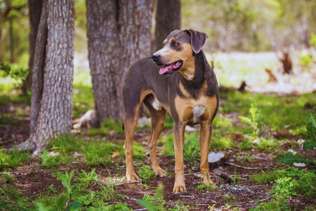 Blue Lacy Dog with bluish-gray coat and reddish-brown markings stands in wooded area with trees, grass, and dirt patches visible