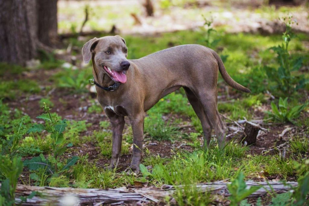 Blue Lacy Dog with short gray-blue coat stands in grassy dirt area, profile view with tongue out, collar visible, tree trunk in background