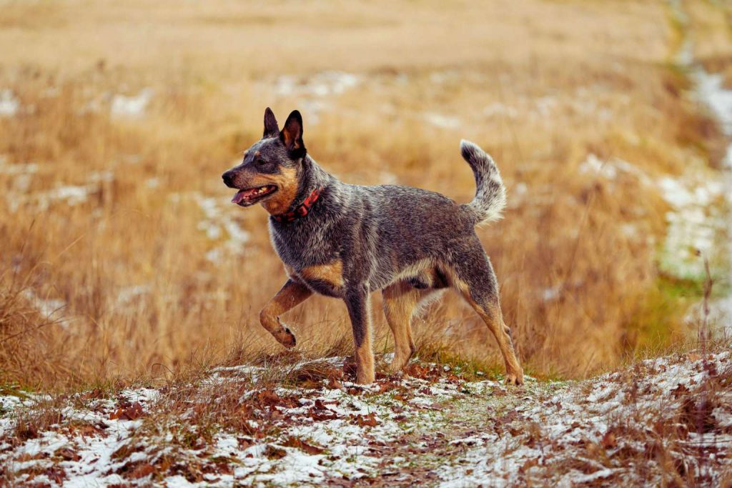 Blue merle Australian Cattle Dog with reddish collar stands on snowy tan grass slope, profile view

