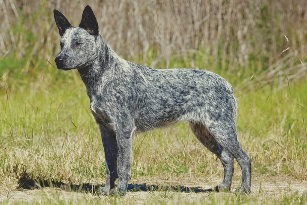 Blue merle Australian Stumpy Tail Cattle dog stands alert in tall yellow-green grass, background softly blurred with branches and field

