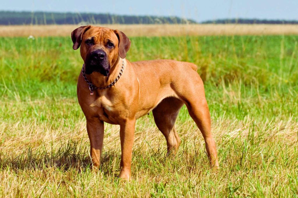 Boerboel Dog with reddish-brown short coat stands alert in grassy field with golden tall grass, trees, and hazy blue sky in background