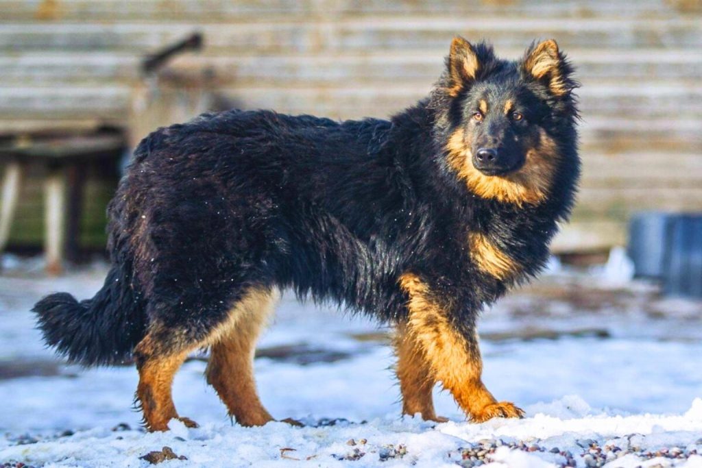 Bohemian Shepherd Dog with black and tan fur stands proudly on snowy ground before blurred wooden structure in bright outdoor light
