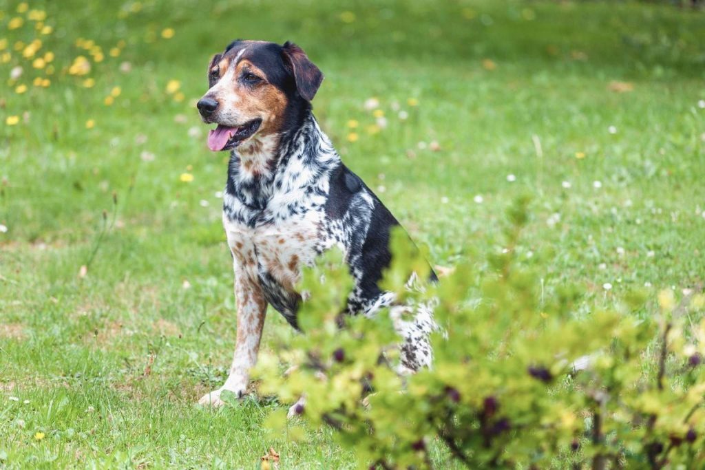 Bohemian Spotted Dog with black, white, and tan patches sits in vibrant green grass with wildflowers and bushes around