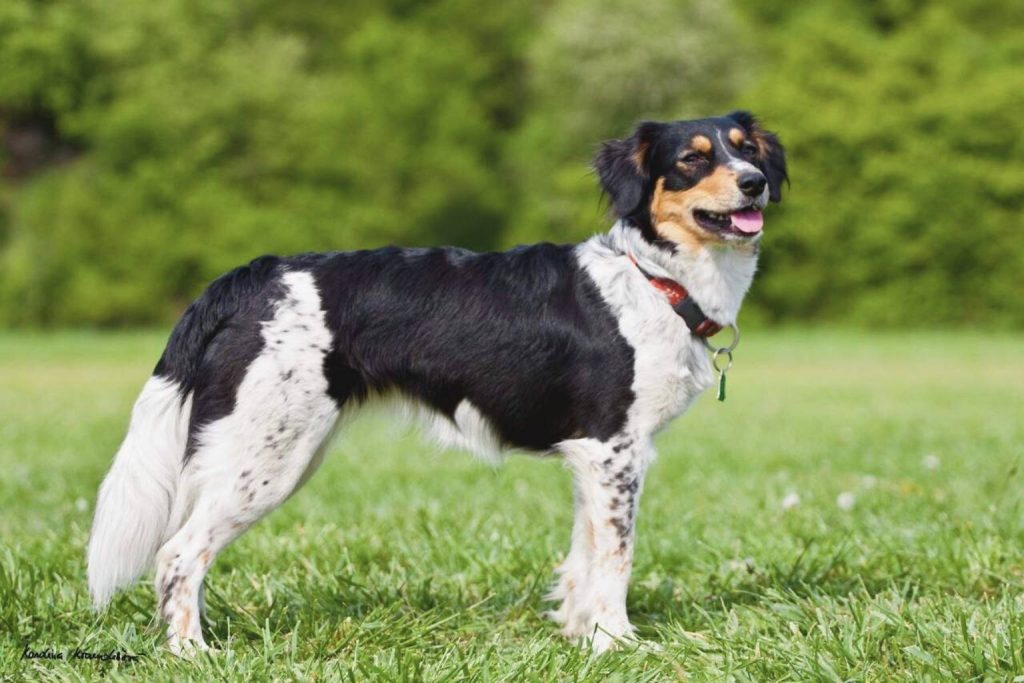 Bohemian Spotted Dog with black, white, and tan patches stands in vibrant green grass wearing a reddish-brown collar outdoors