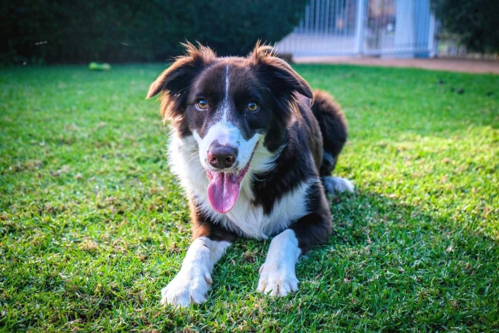 Brown and white Border Collie Dog lying on vibrant green grass, tongue out, looking at camera in sunny outdoor yard