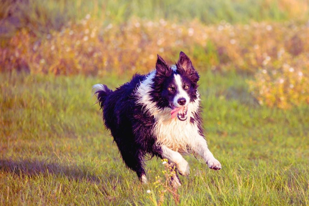 Black and white Border Collie Dog runs energetically across grassy field, tongue out, with wildflowers and warm light in background
