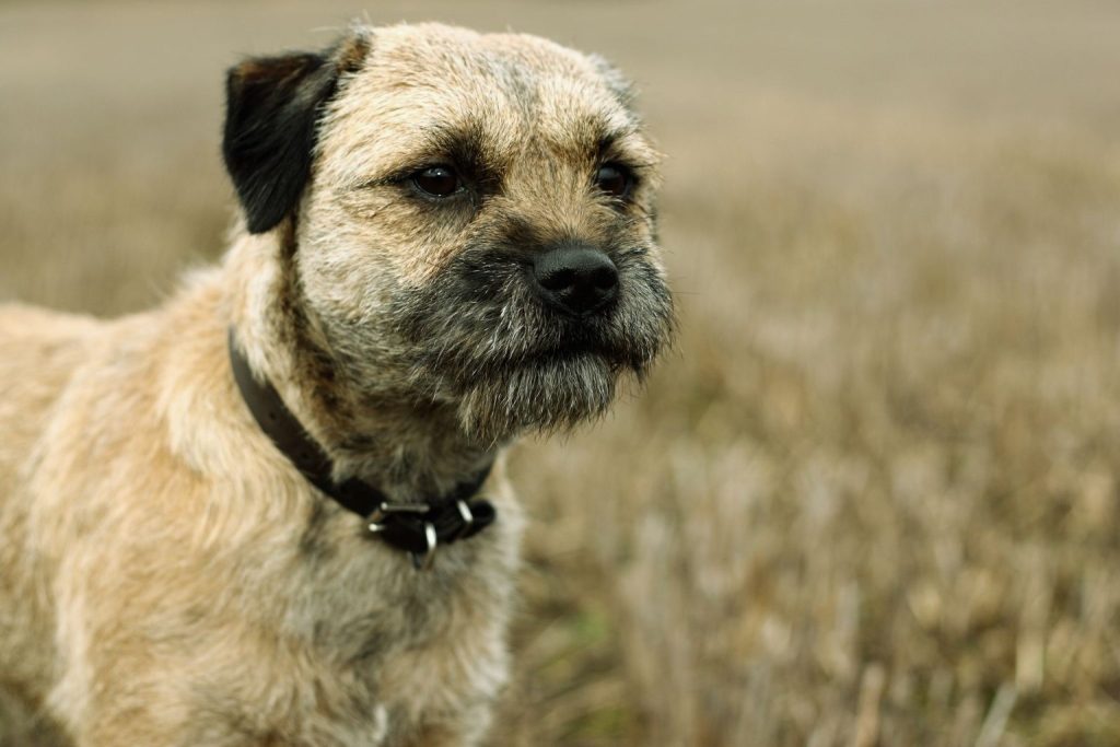 Close-up of a Border Terrier with shaggy tan and dark fur, black ears, and leather collar, set against blurred dried grass background outdoors