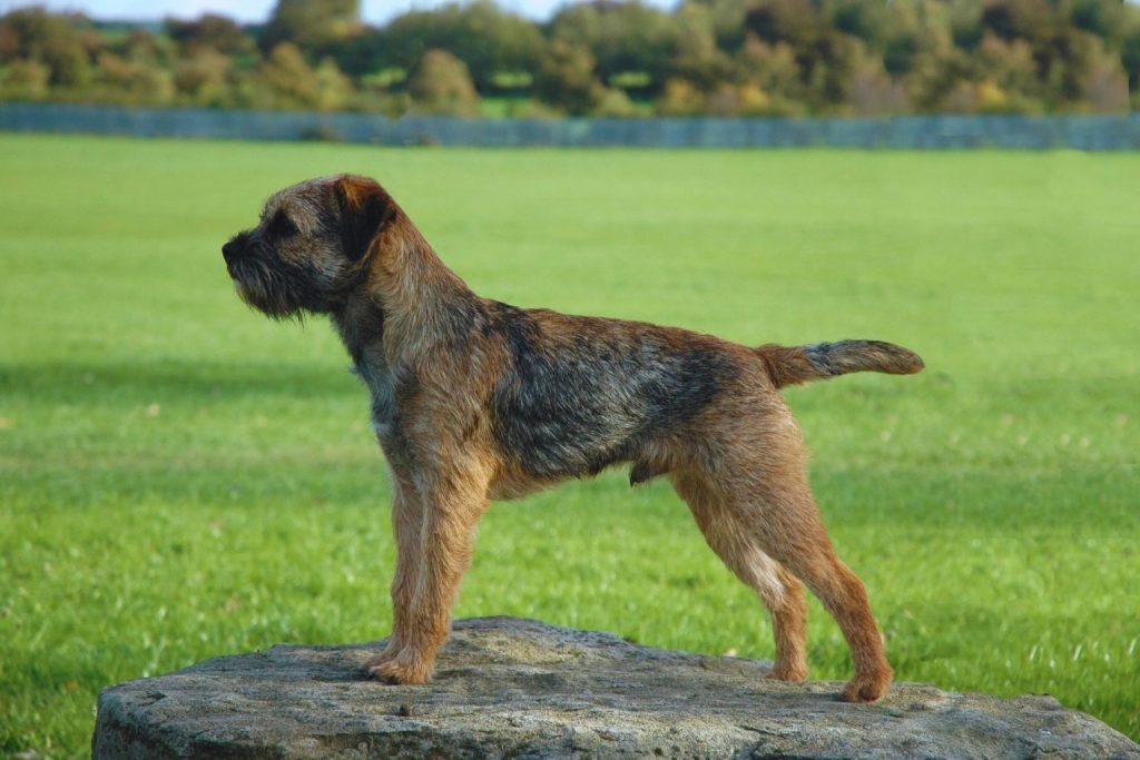 Border Terrier with brown-gray shaggy coat stands proudly on rough gray rock, tail extended, grassy field and trees behind