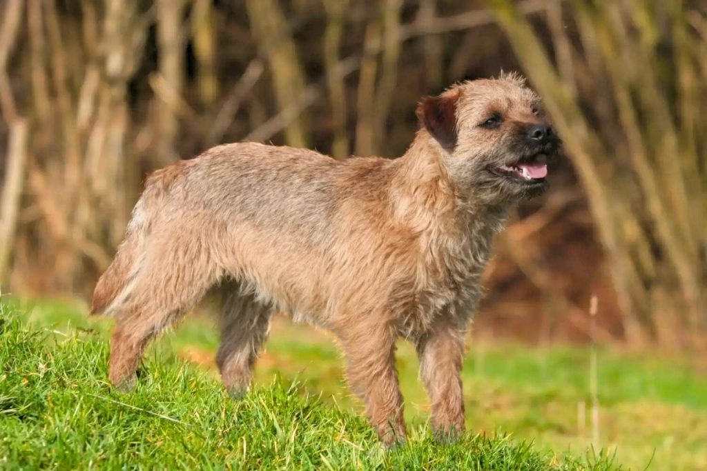 Border Terrier stands on grassy incline with scruffy tan coat, tongue out, forest trees blurred in background creating natural contrast