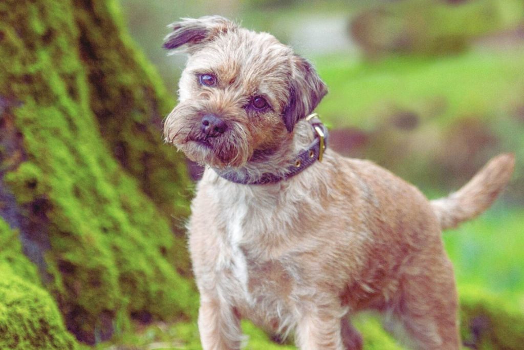 Border Terrier with shaggy tan coat and dark collar sits alertly outdoors, green moss and blurred woodland background visible behind