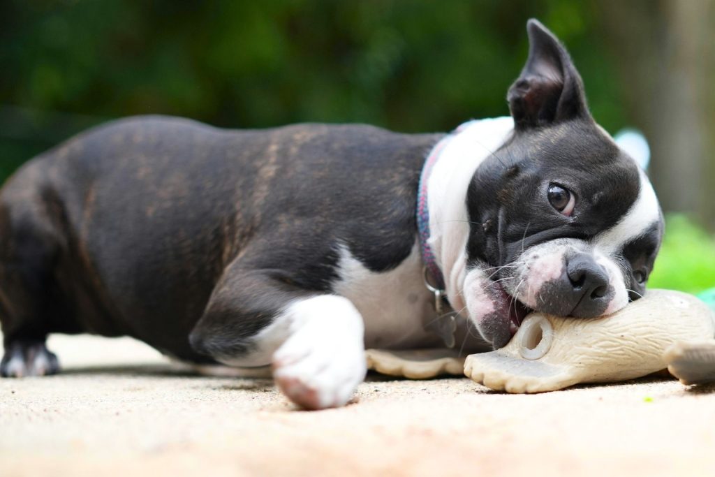 Boston Terrier dog with black and white coat chews on beige toy while lying on a light surface outdoors, collar visible, greenery blurred