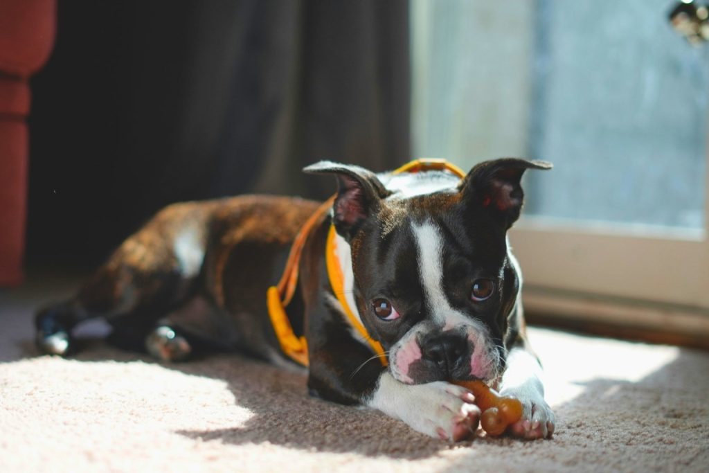 Boston Terrier puppy in yellow harness chews rubber bone on beige carpet, ears up and eyes focused, softly lit by indoor natural light
