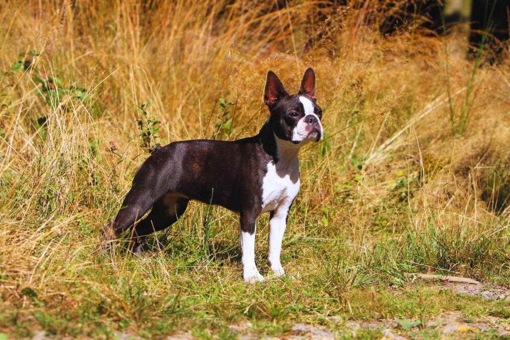 Boston Terrier dog with black and white coat stands alert in tall golden-brown grass, ears perked and gaze focused on the sunny field