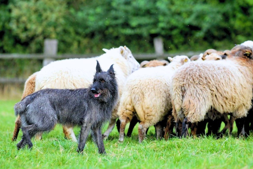 Bouvier des Ardennes Dog stands in green grassy field facing forward, guarding flock of beige and white sheep near a wooden fence outdoors