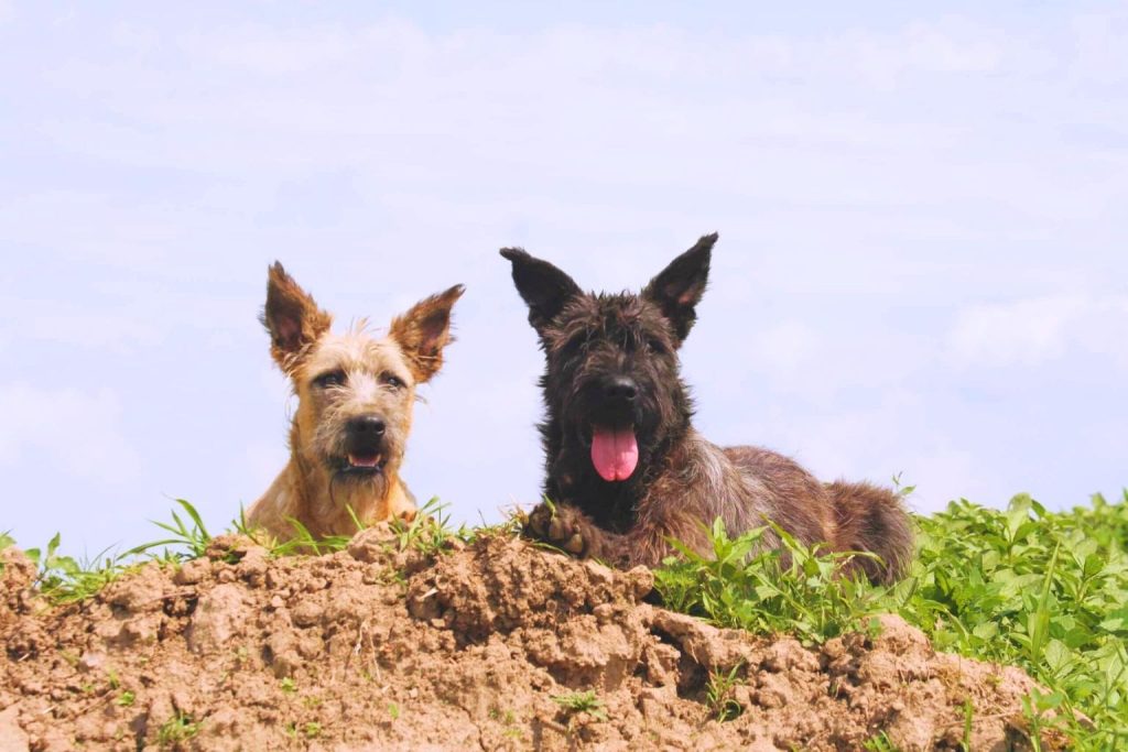 Two Bouvier des Ardennes Dogs, beige and dark brown, rest on grassy mound under pale blue sky with scattered clouds