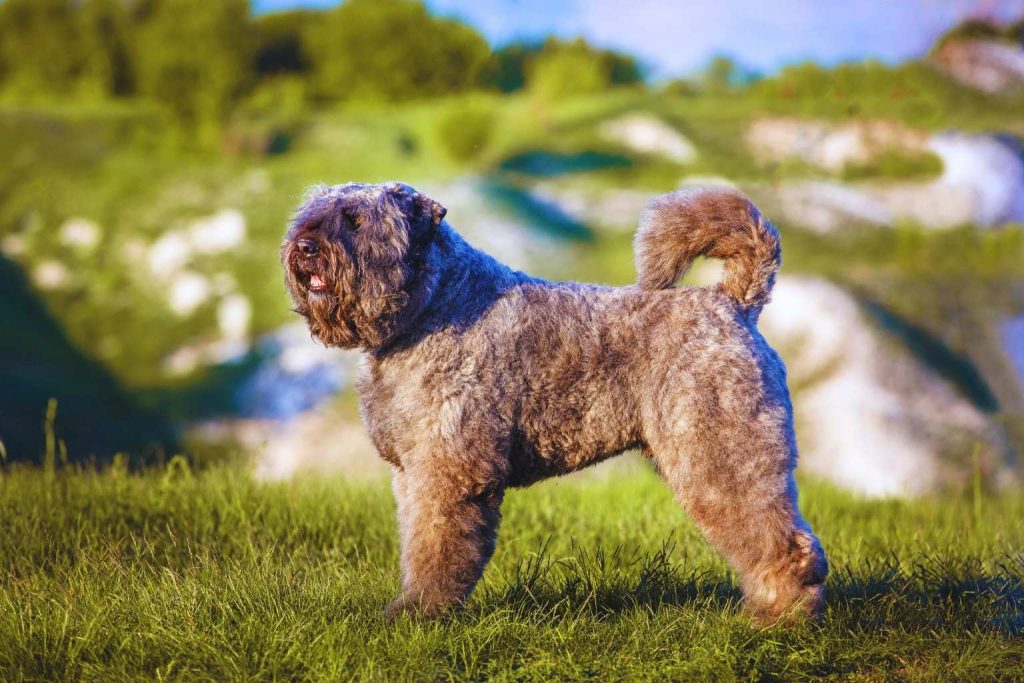 Bouvier des Flandres Dog with shaggy light brown-gray coat stands in grassy field, profile view, hills and green foliage in background