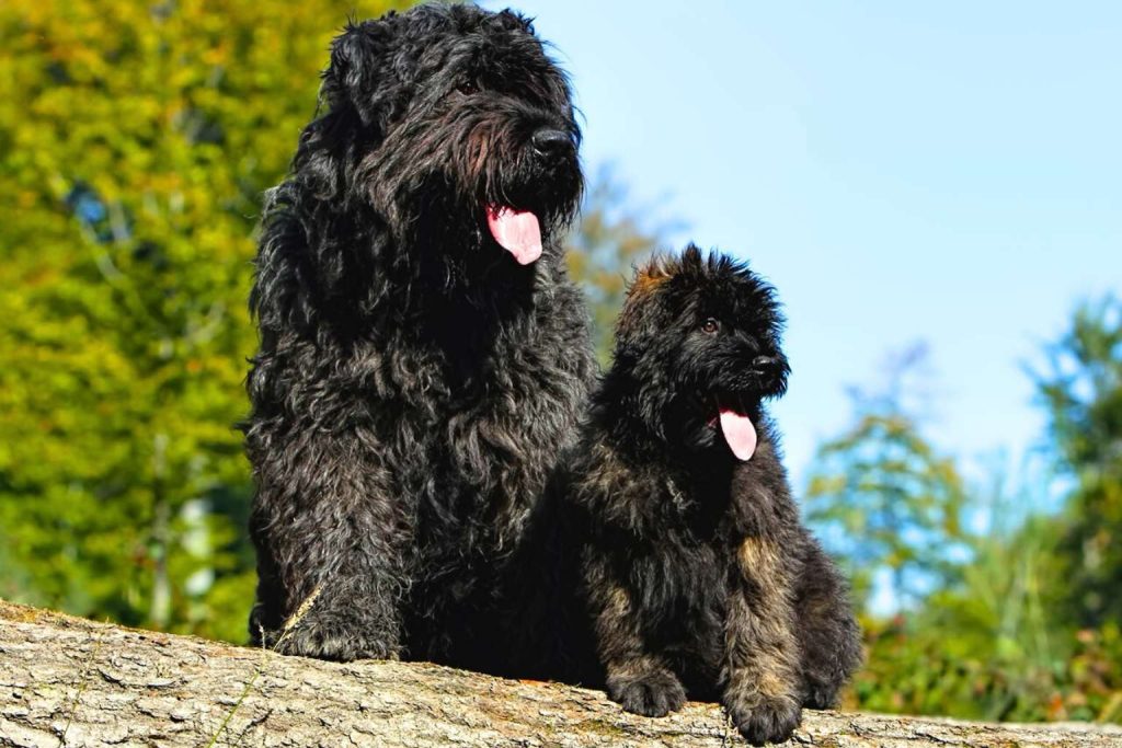 Two shaggy Bouvier des Flandres Dogs, one black and one brownish-black, sit on a log with green trees and blue sky in the background