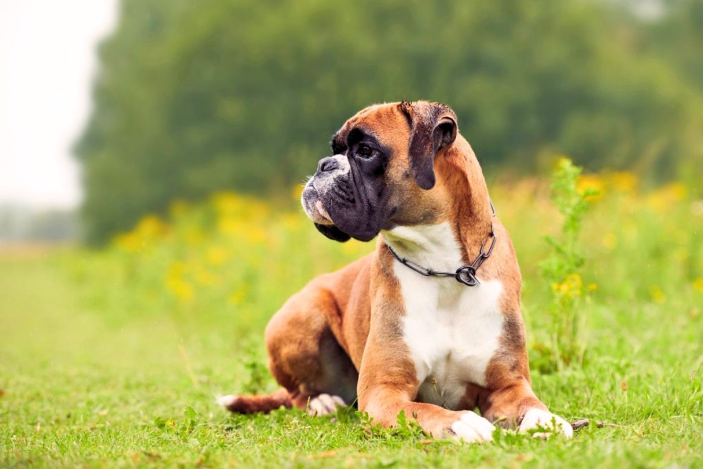 Boxer Dog with light brown-red coat and black-white chest marking lies on green grass, looking into distance outdoors