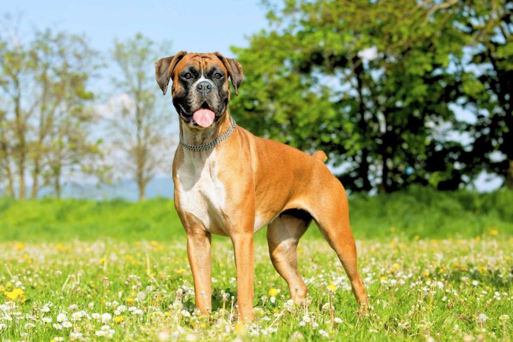 Boxer Dog with reddish-brown fur and white markings stands alert in grassy field with flowers, enjoying a sunny outdoor day