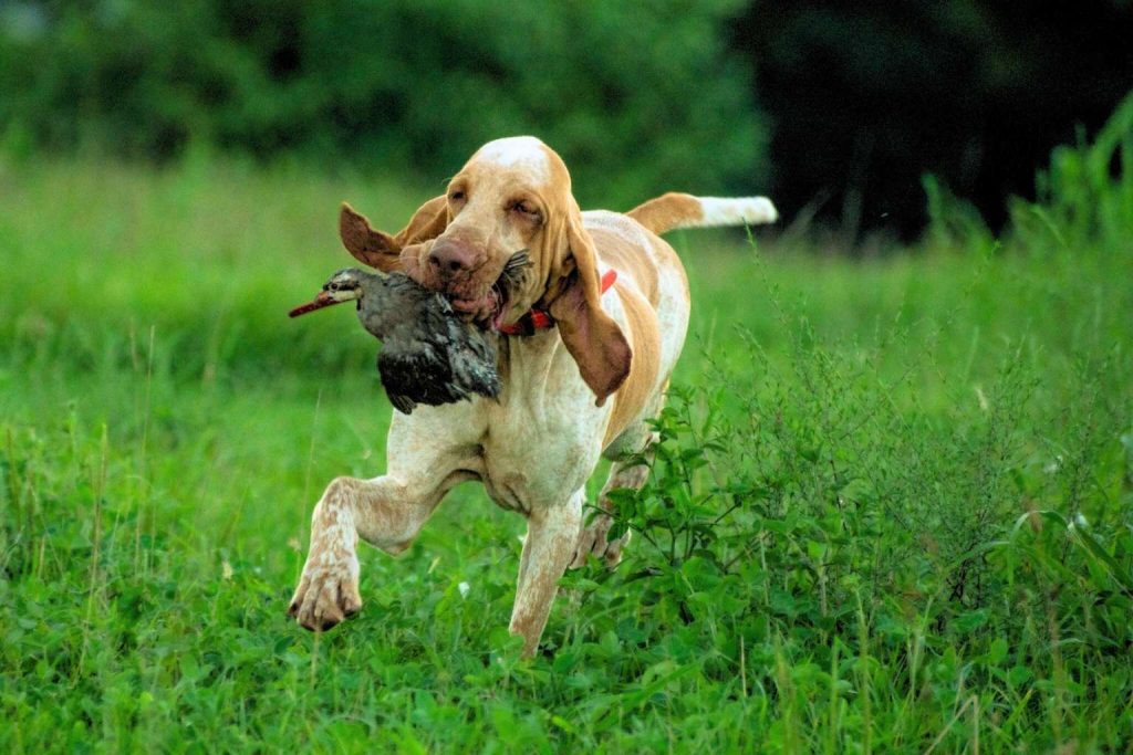 Bracco Italiano Dog in mid-sprint with speckled reddish-tan and white coat carrying a bird through vibrant green grass field