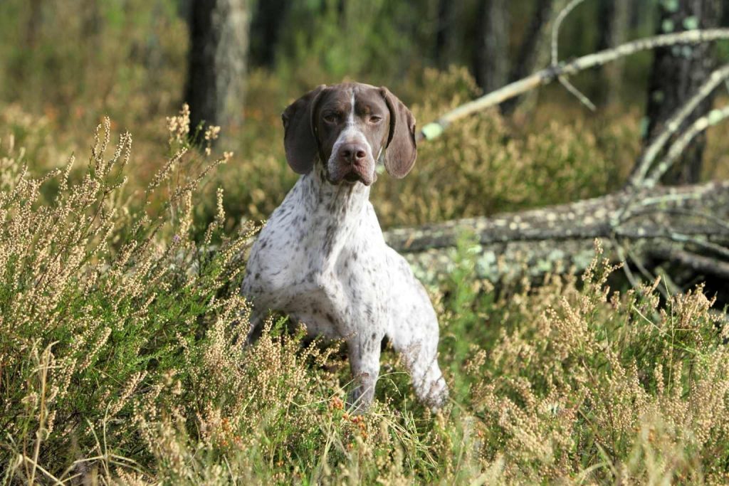 Braque Français Dog with mottled brown and white coat stands alert in dense vegetation with forest trees and branches in the background