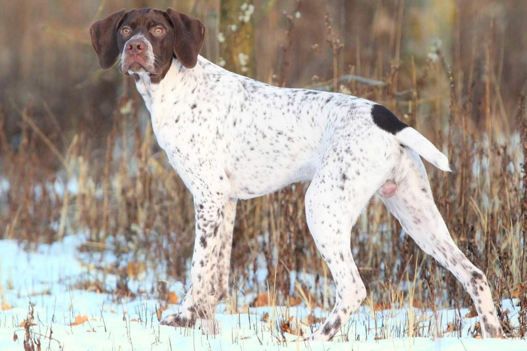 Braque Français Dog with white coat and brown spots stands alert in snowy field, brown head and ears, tail dark at the tip