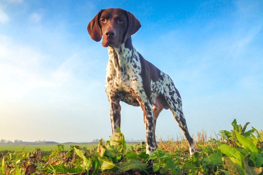 Braque Français Dog with reddish-brown coat and white spots stands alert on grassy field, blue sky and clouds in bright outdoor background