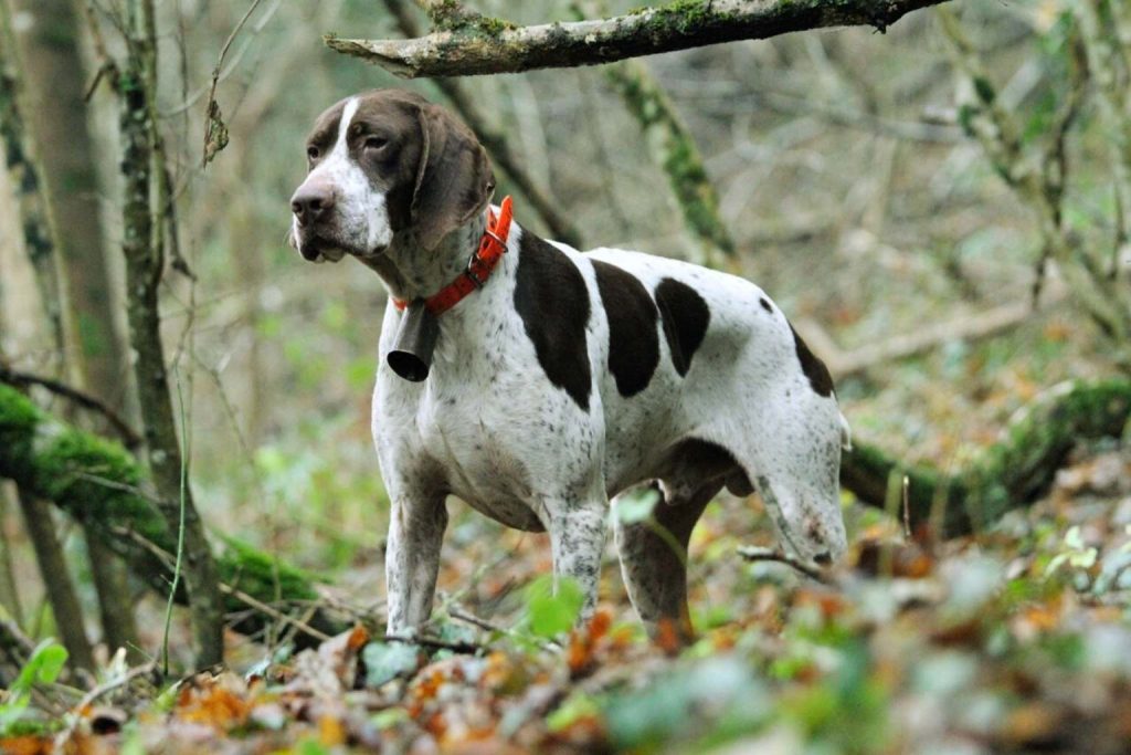 Braque Français Dog with white coat and brown spots stands alert in a dense forest, orange collar with bell visible amid moss and fallen leaves
