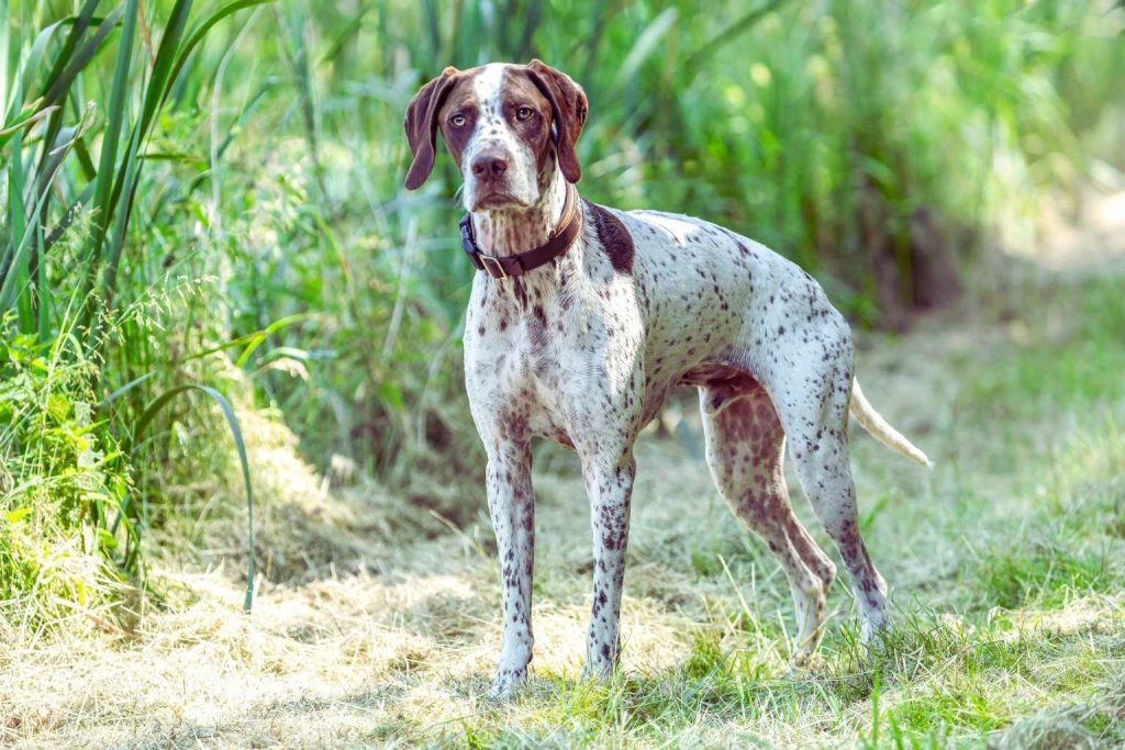 Braque Français Dog with light brown speckled coat stands alert in grassy field, wearing dark collar against vibrant green reeds background