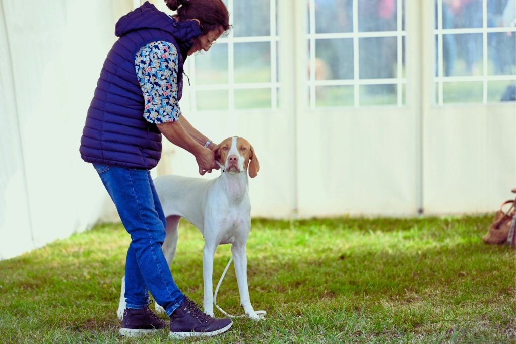 Braque Saint-Germain Dog with white and tan coat stands as handler adjusts it inside grassy show ring near white tent structure