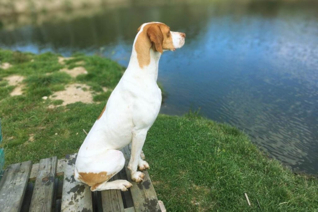 Braque Saint-Germain Dog with cream and reddish coat sits on wooden pallet near calm water, gazing into the distance outdoors
