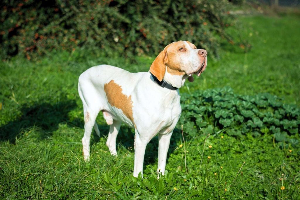 Braque Saint-Germain Dog with white coat and reddish-brown patches stands in green grassy field, looking upward with a dark collar visible