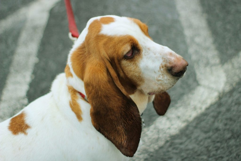 Braque Saint-Germain Dog with white and reddish-brown coat wears red collar, standing on gray pavement with floppy ears and soft gaze