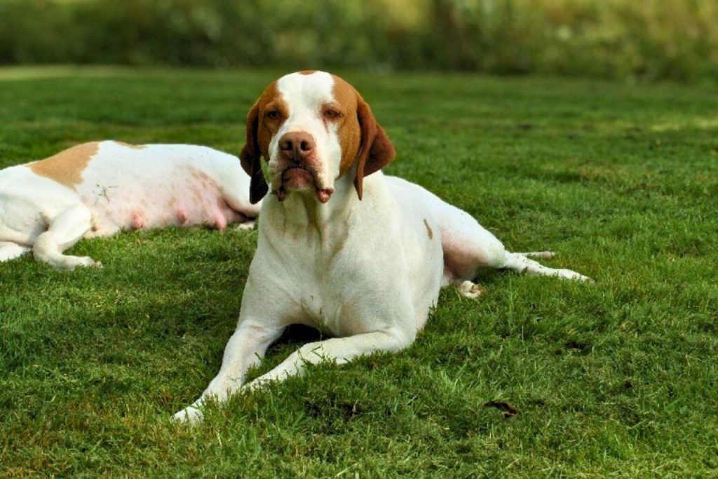 Two Braque Saint-Germain Dogs with white and reddish coats lie relaxed on vibrant green grass under soft sunlight in an outdoor setting