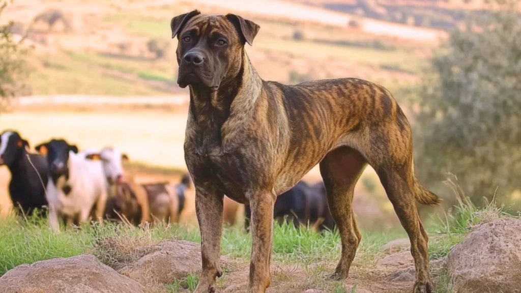 Brindle Alano Español dog stands on a grassy hilltop with livestock in the background.

