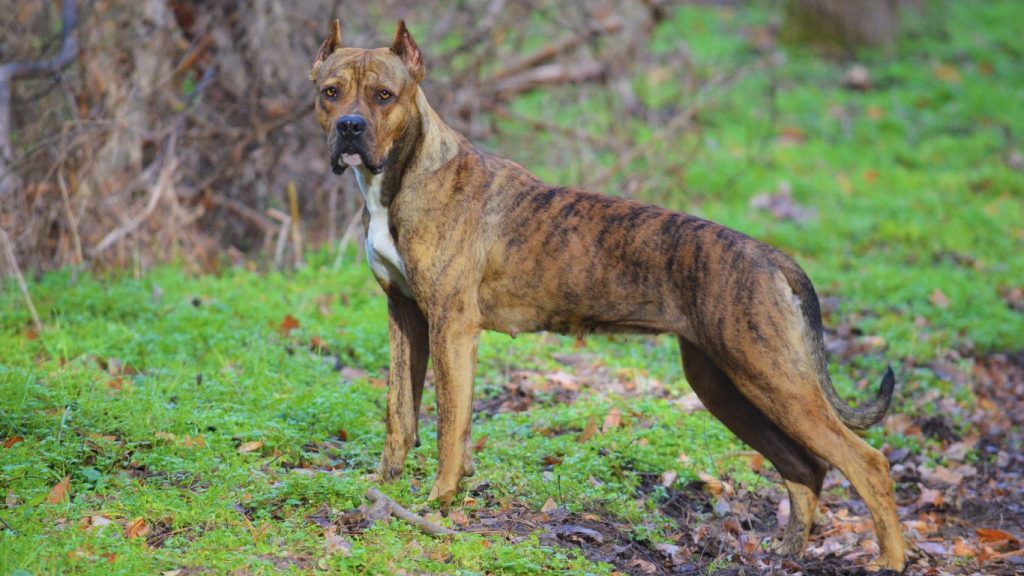 Brindle Alano Español dog stands alert in a forest setting with green foliage and fallen leaves.

