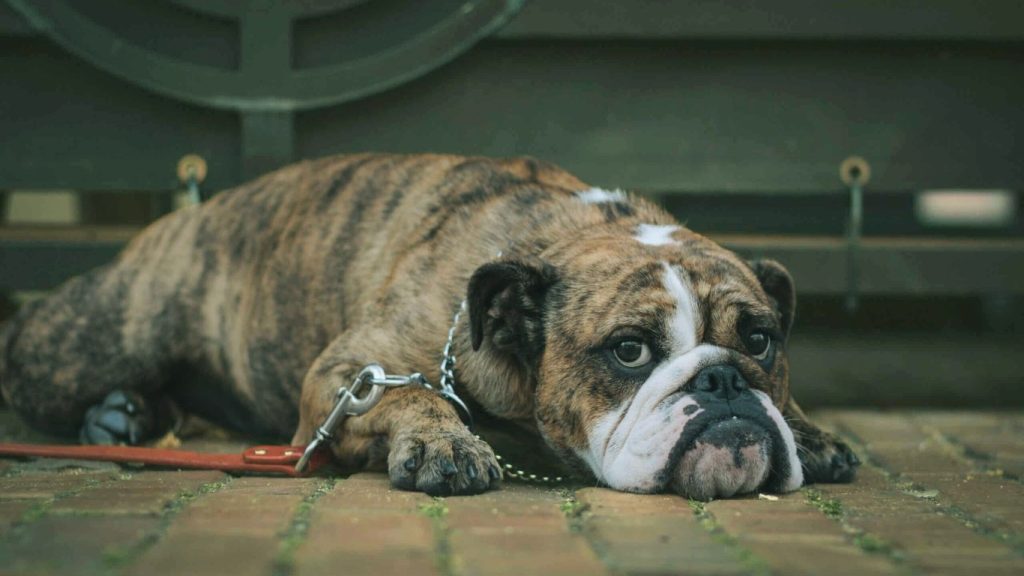 Brindle Alapaha Blue Blood Bulldog lies on brick pavement with chain collar and leash.