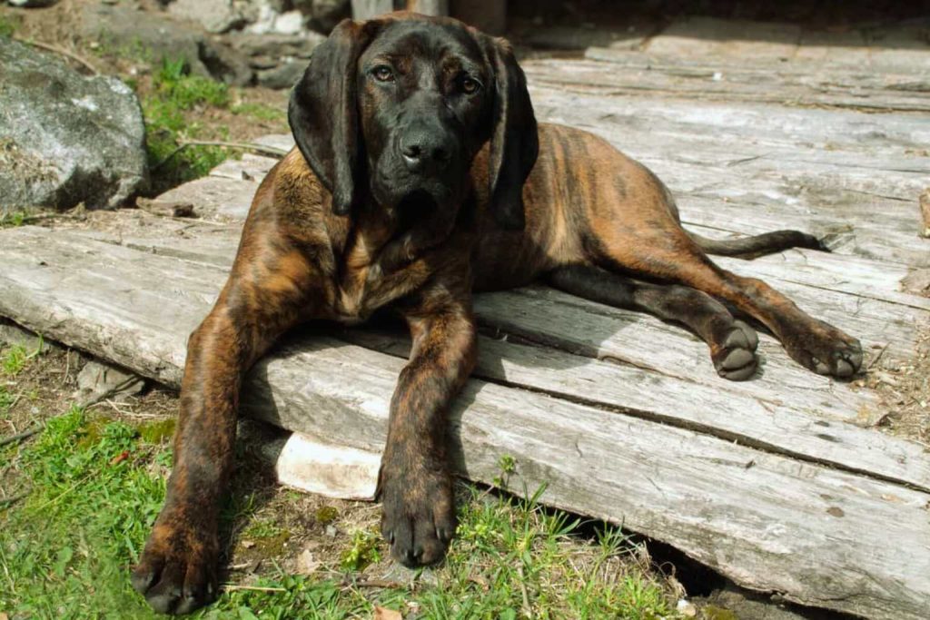 Bavarian Mountain Hound with brindle coat rests on a weathered wooden deck, surrounded by grass and mossy patches outdoors