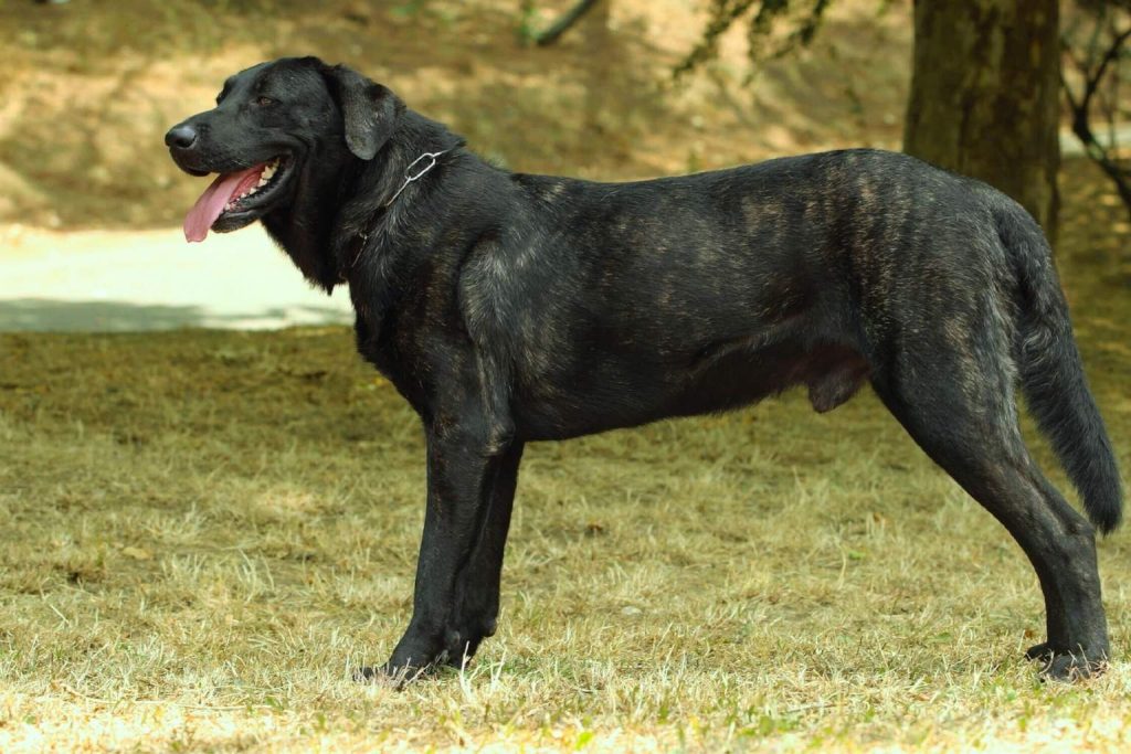 Muscular brindle Castro Laboreiro Dog standing in profile on dry grass, mouth open, wearing a metal collar.