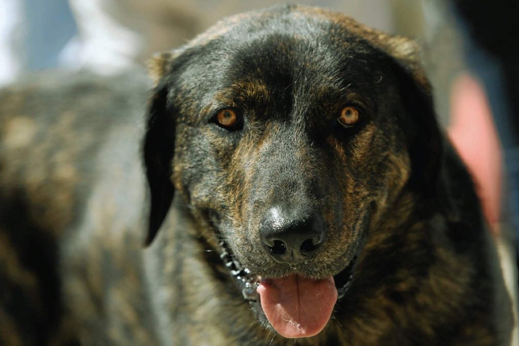 Close-up of a dark brindle Castro Laboreiro Dog with amber eyes and a black collar, panting slightly in natural light.