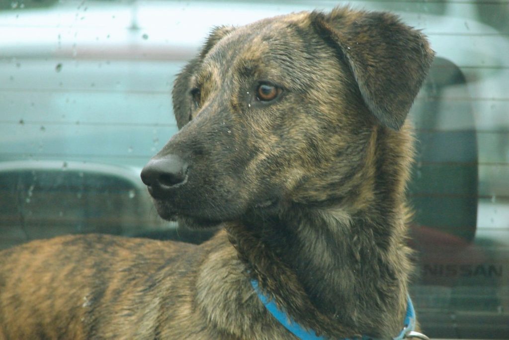Close-up of a brindle Corsican Dog wearing a vibrant blue collar against a rainy car window backdrop.