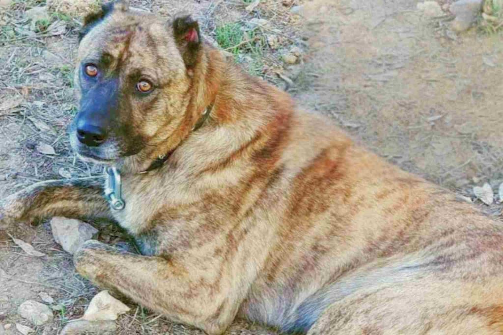 Close-up of brindle Dogo Sardesco Dog lying outdoors with amber eyes and striped coat.