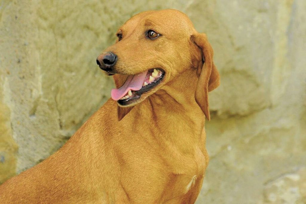 Briquet de Provence Dog with reddish-brown coat and floppy ears looks alert, mouth open and tongue visible against a light textured wall background