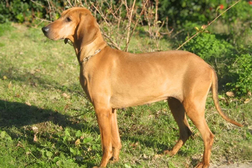 Briquet de Provence Dog with reddish-brown coat stands alert in grassy field under sunlight, wearing a silver collar and casting a shadow