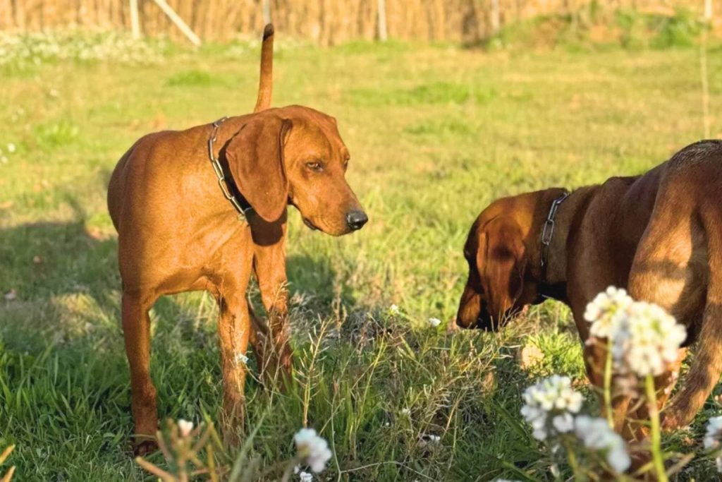 Two Briquet de Provence Dogs in grassy field, one standing tall with tail raised, the other sniffing near white flowers on sunny afternoon