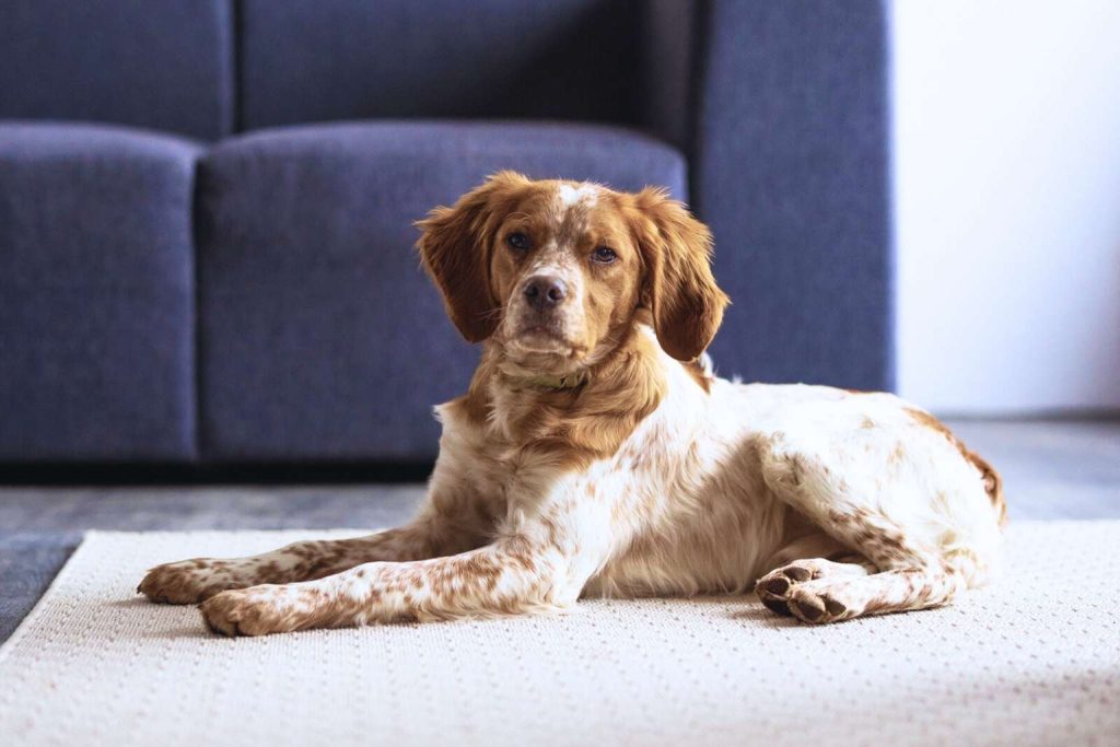 Brittany Spaniel Dog with white and brown coat lies on white rug indoors, gazing gently at the camera with curious expression