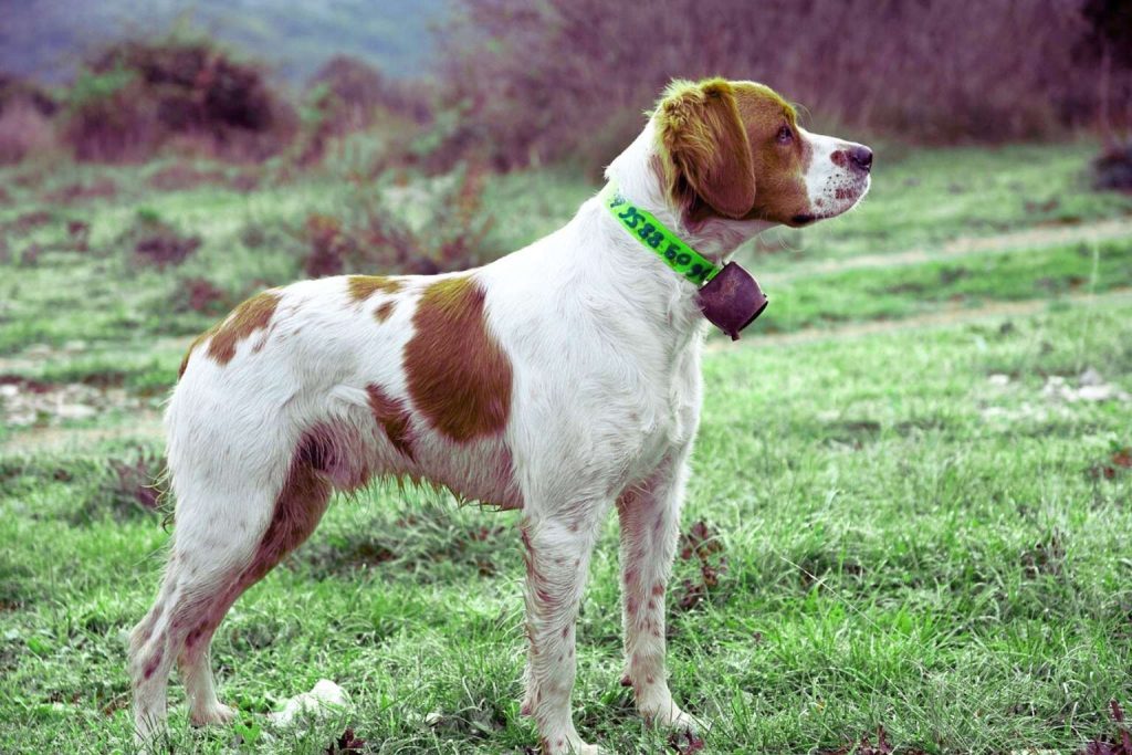 Brittany Spaniel Dog with white and brown coat stands in grassy field, wearing a green collar with bell, gazing proudly to the right